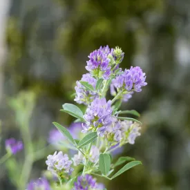 Alfalfa Leaf Cut & Sifted