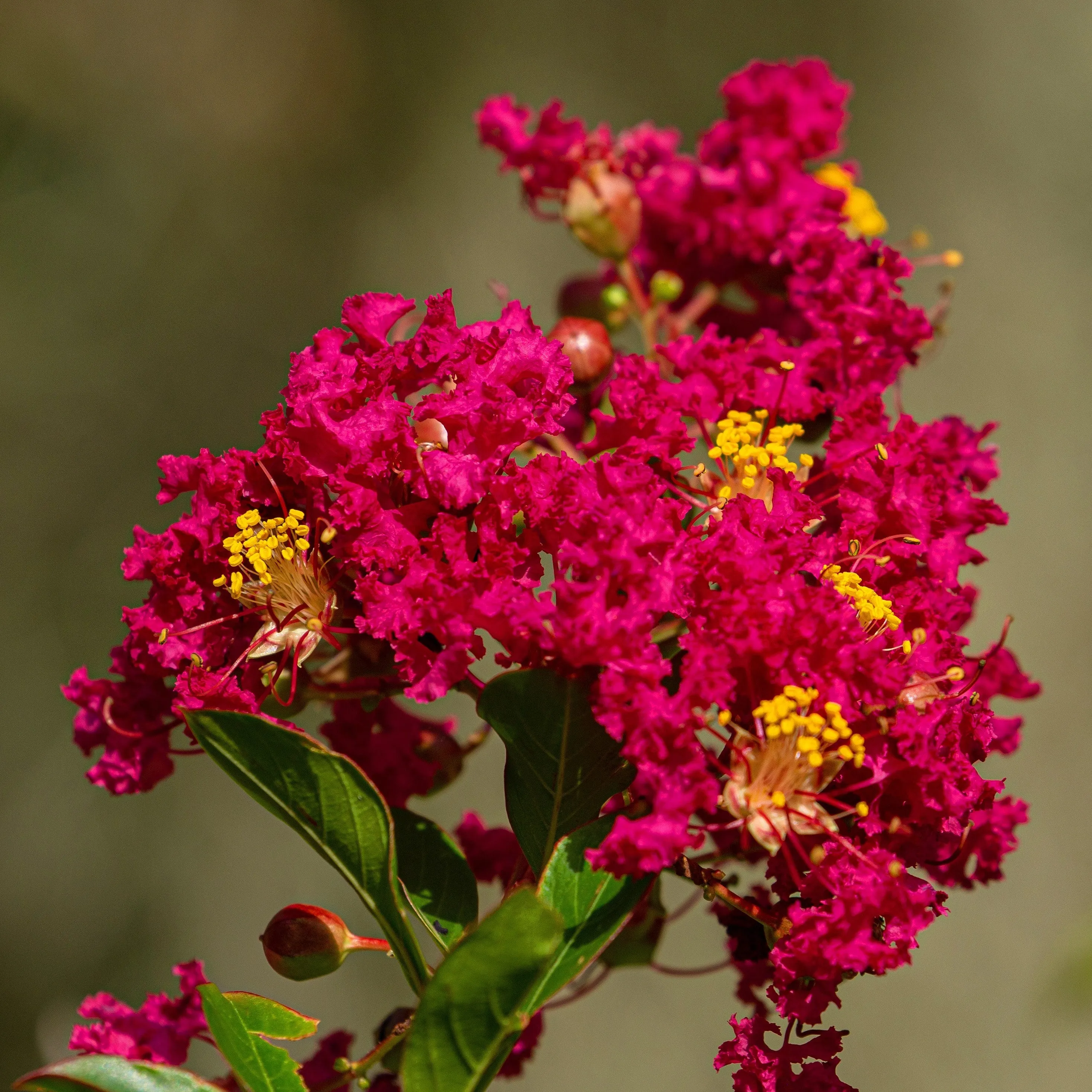Red Crape Myrtle Tree