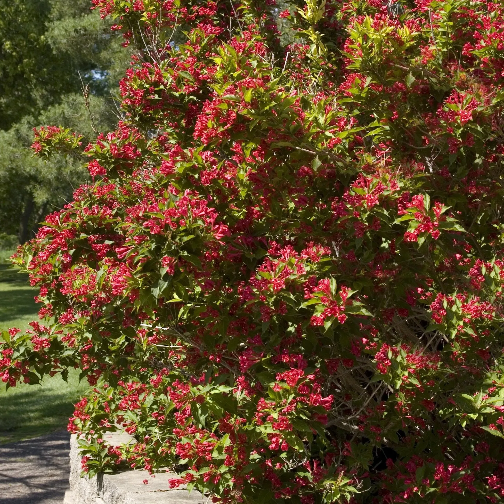 Red Prince Weigela Shrub