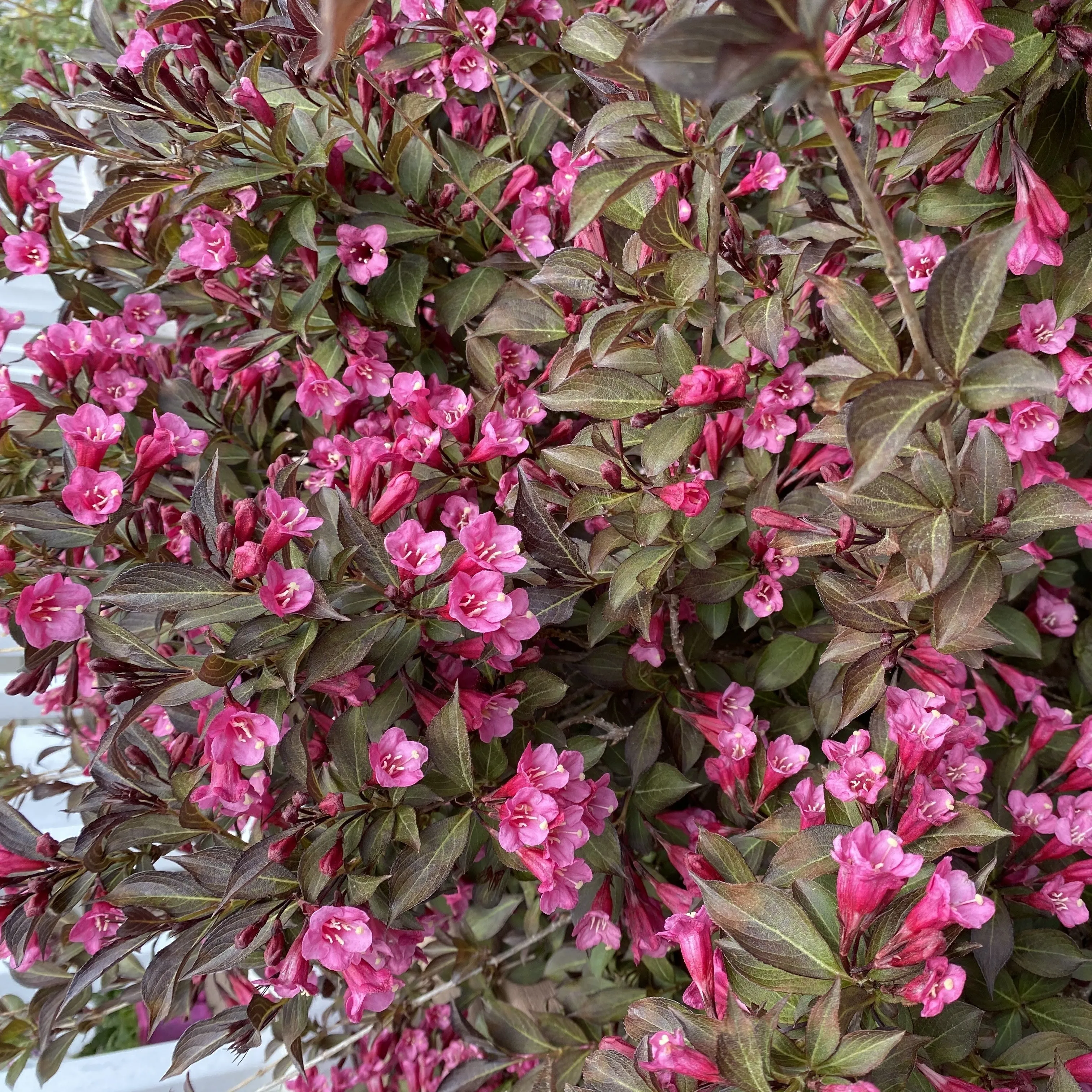 Tango Weigela Shrub